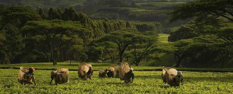 Z_Thyolo_-_Satemwe_pluckerview