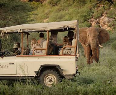 safari