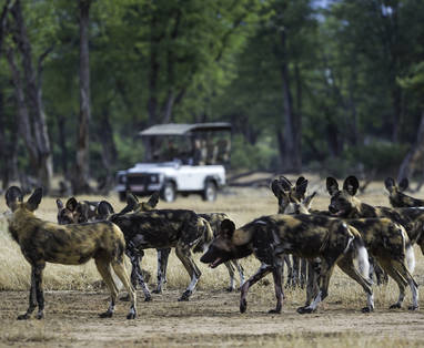 4x4 safari in Mana Pools National Park