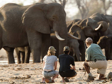 Begeleide wandelsafari's in Hwange