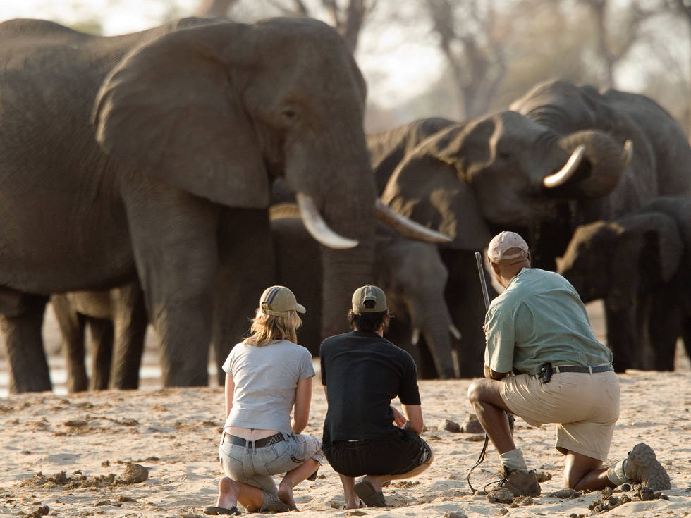 Begeleide wandelsafari's in Hwange