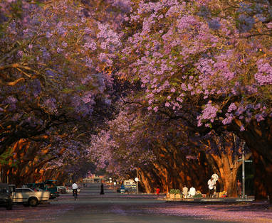 Harare bomen