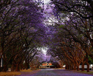 Harare bomen 2