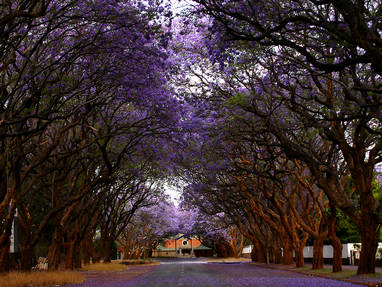 Harare bomen 2