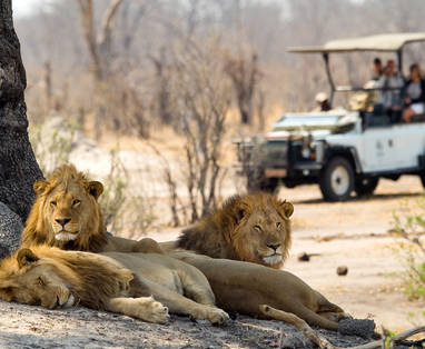 NW_Makololo30_leeuwen