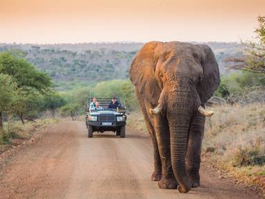 Elephant_on_drive