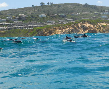 MB_Knysna_dolfijnexcursie_DSC_0320