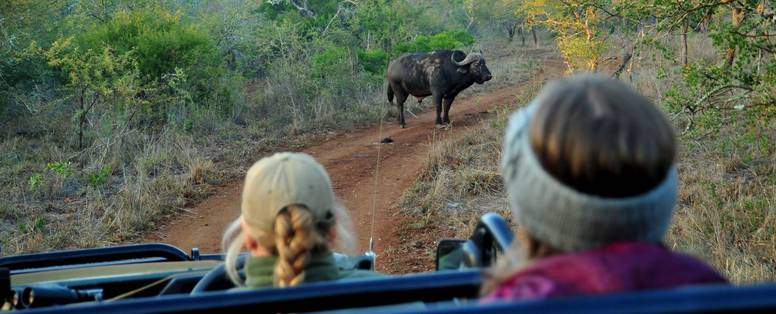 safari_2