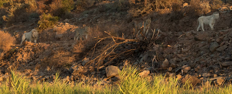 Hoogtepunt_De_Leeuw_ZA2017