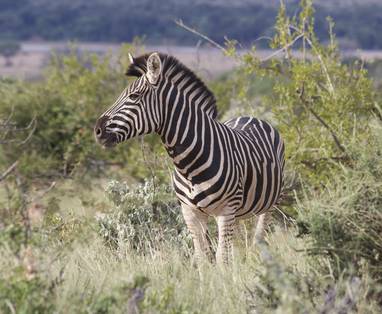 Mopane_Bush_Lodge_2139