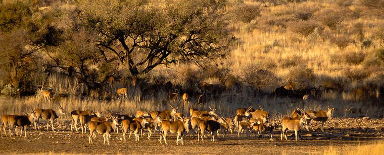 49._GocheGanas_Wildlife