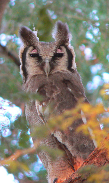 Huab-Lodge-Resdest-Namibia-Damaraland-Birding