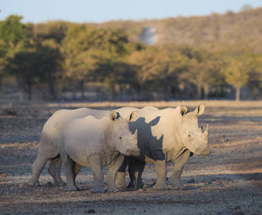 witte neushoorns bij Ongava  Tented Camp Namibië