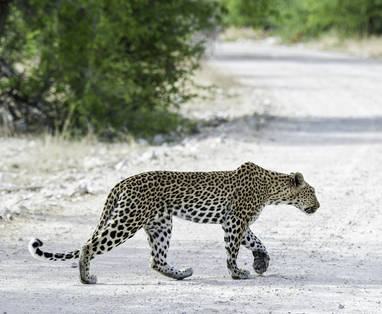 Onguma_Wildlife_1180