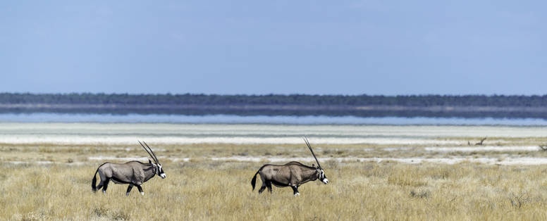 Onguma_Wildlife_1266