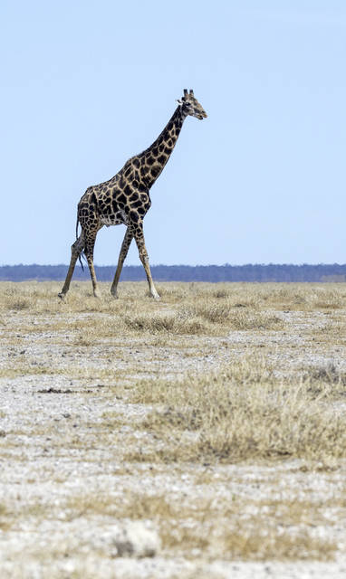 Onguma_wildlife_1346