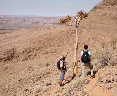 Hiking_Quiver_Trees_1