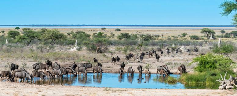 Onguma_Waterhole_1969