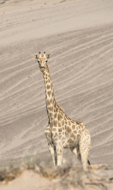 Hoanib__WildernessSafaris08