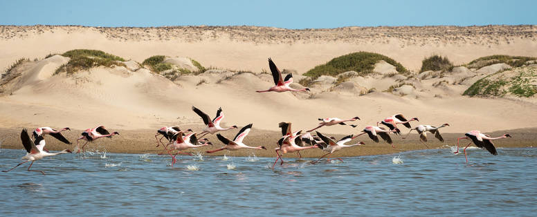 Hoanib_Skeleton_Coast_2014-08-206e
