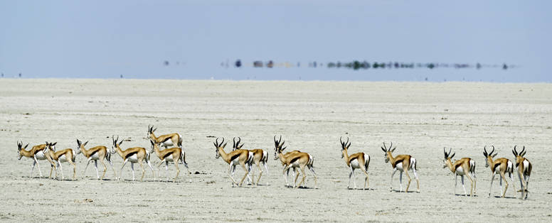 Onguma_wildlife_1318