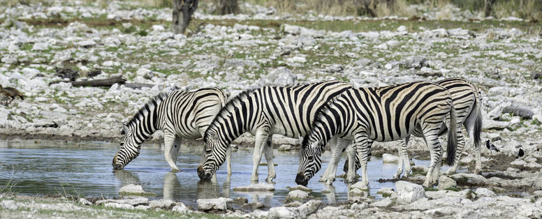 Onguma_Wildlife_1206_-_kopie