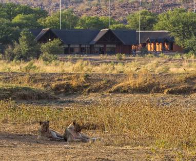 wild bij Hobatere Lodge in Namibië