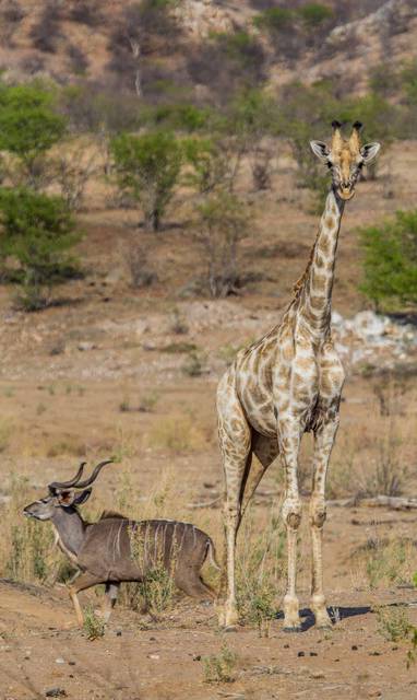 wild bij Hobatere Lodge in Namibië
