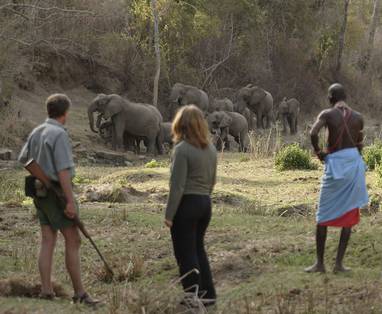 Kitich_Camp_-_Forest_Walk_-_Elephants
