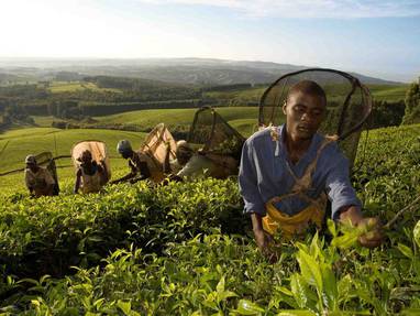 Z_Thyolo_-_Satemwe_pluckergroup