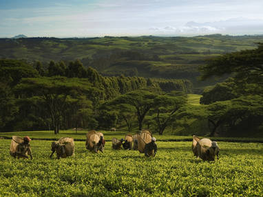 Z_Thyolo_-_Satemwe_pluckerview