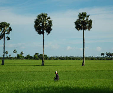 Cambodja | Kampot | rijstvelden