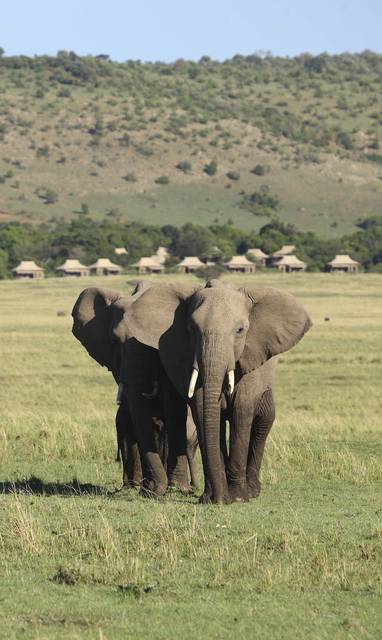 Kichwa_Tembo_Lodge10