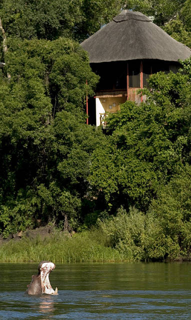 wild in rivier bij The River Club in Zambia