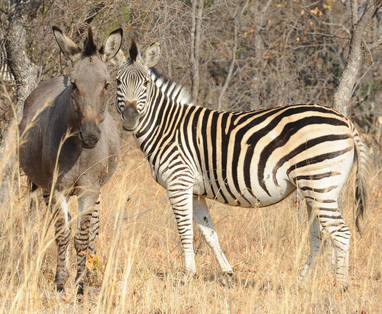 Amalinda Camp wildlife