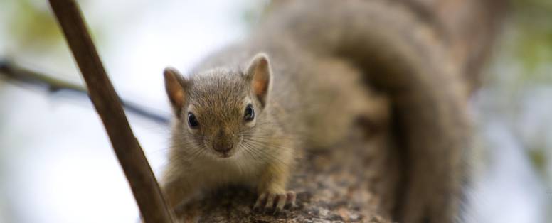 Tree-Squirel-02-MOP1