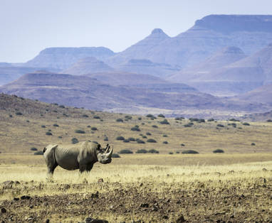 Palmwag_-_Desert_Rhino_Camp_2014-08-154
