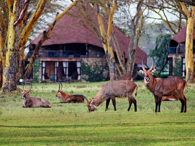waterbokken bij lake naivasha sopa resort in kenia