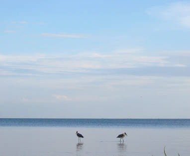 Twee vogels in het grootste meer van Afrika, Lake Victoria. 