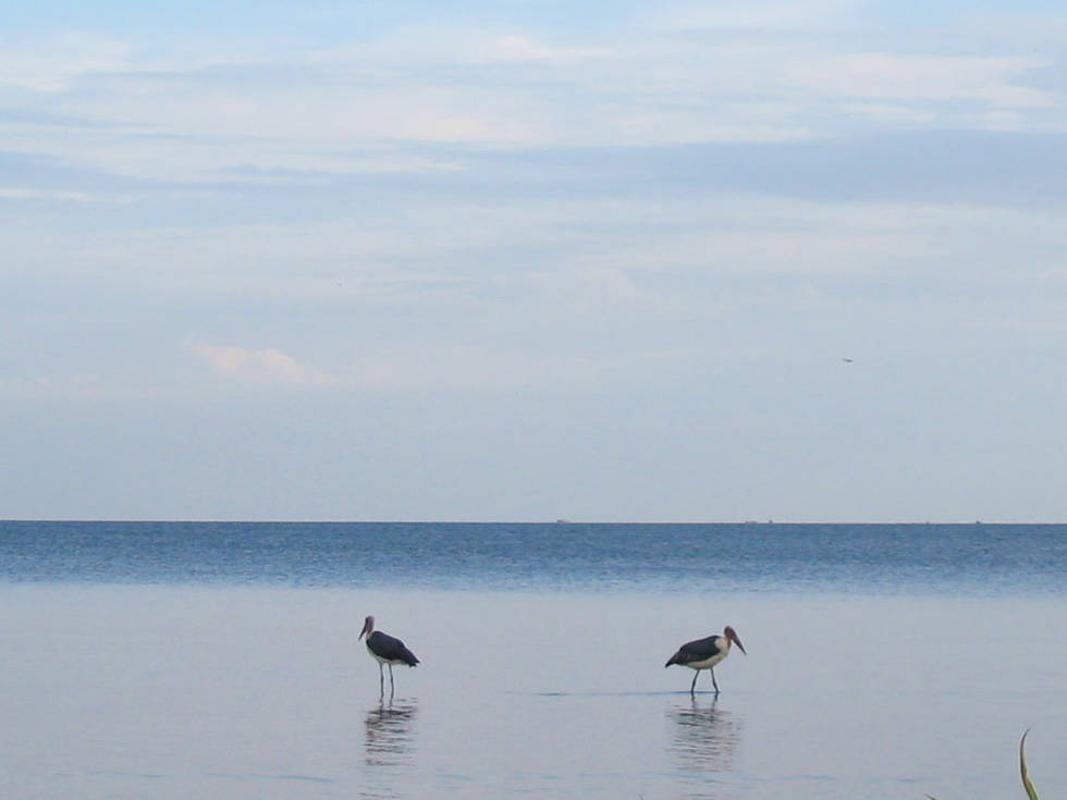 Twee vogels in het grootste meer van Afrika, Lake Victoria.