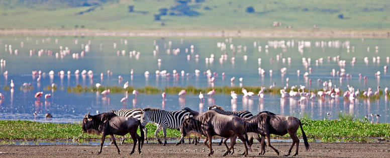 Wildebeesten, zebra's en flamingo's in Ngorongoro krater