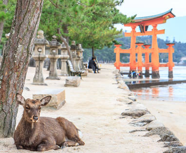 Miyajima_Itsukushima_Shrine_-_Toori_with_deer