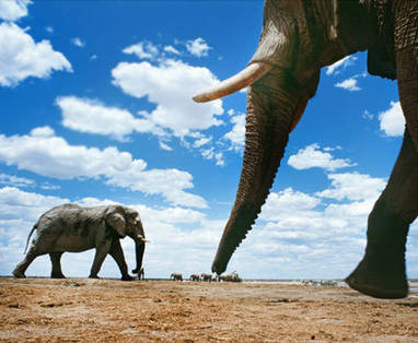 Namibië | Etosha wildreservaat | olifanten