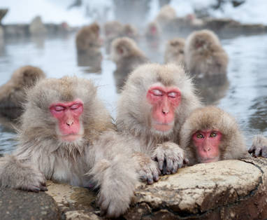 Yudanaka_Hot_spring_-_monkeys