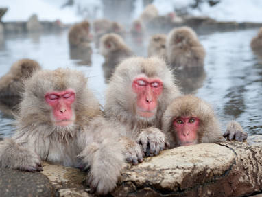Yudanaka_Hot_spring_-_monkeys