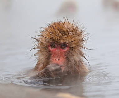 Yudanaka_Hot_spring_-_monkey_alone