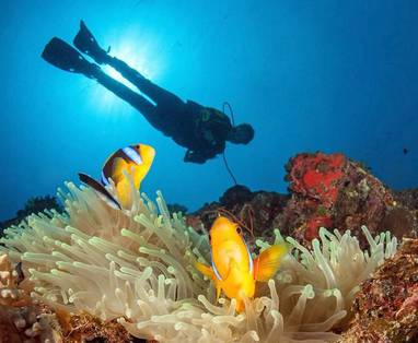 koraal-duiken