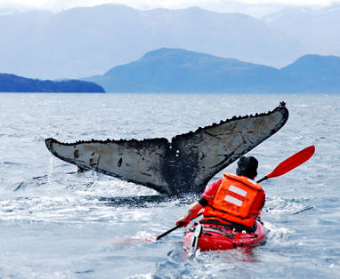 CL_Patagonie_-_ParqueMarinoFranciscoColoaneFranciscoMartinez_vct