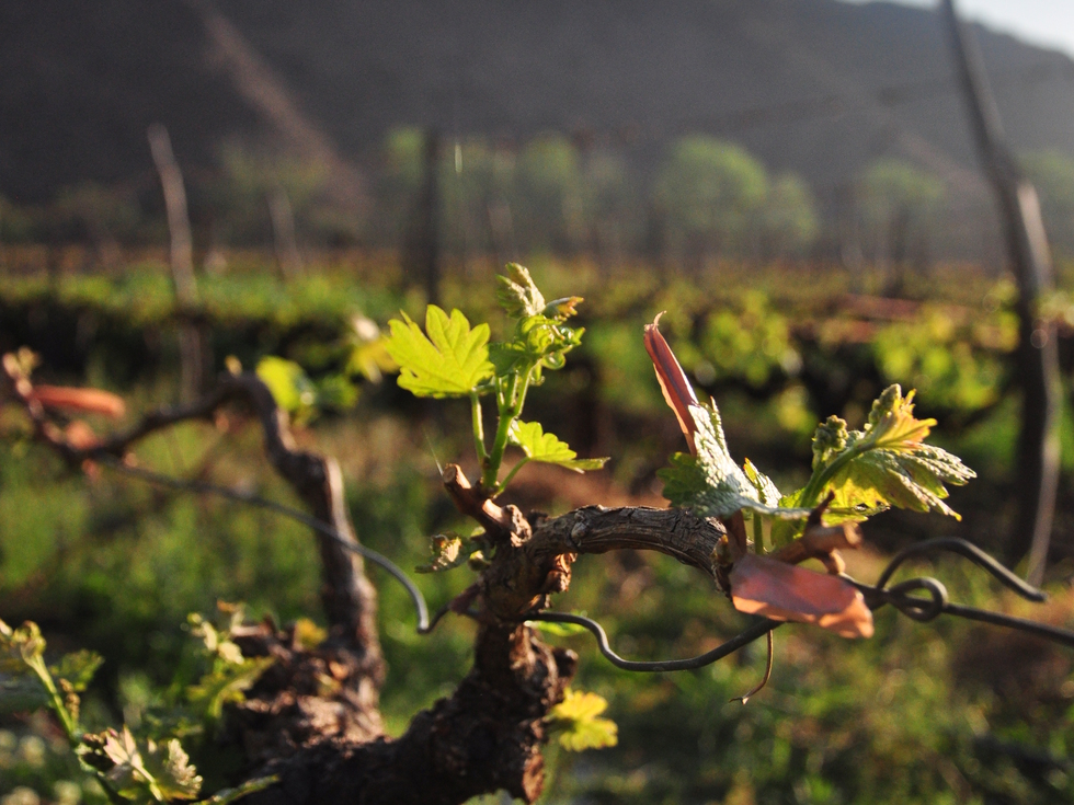 Aliwen_Mendoza_DSC_0468