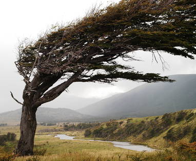 Aliwen_Arbol_en_USHUAIA